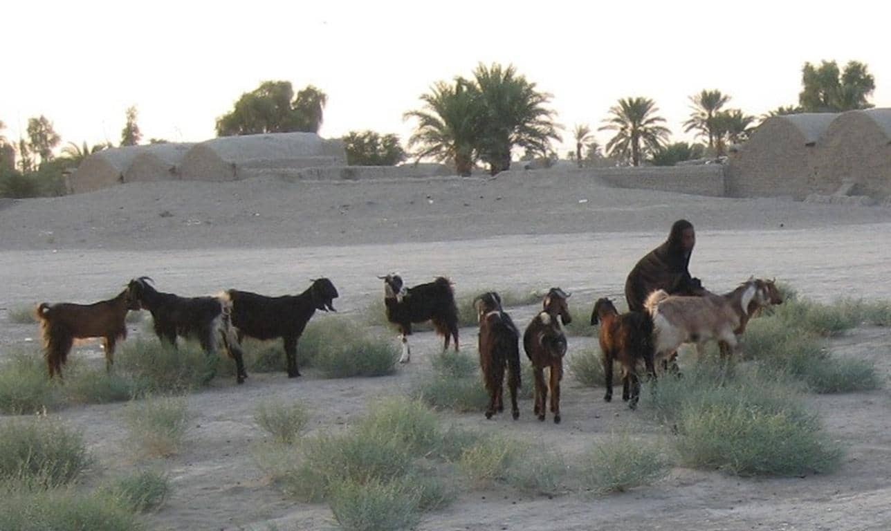 A person in a dark cloak interacts with a herd of goats in a barren landscape, possibly in a rural area where such livestock support families. Donate crypto via Litecoin to help struggling families with meals and sustainable livelihoods.