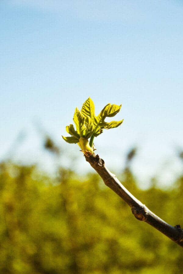 Close-up of a new fig leaf bud emerging from a branch, symbolizing growth and new beginnings, with crypto donation options available via BTC.