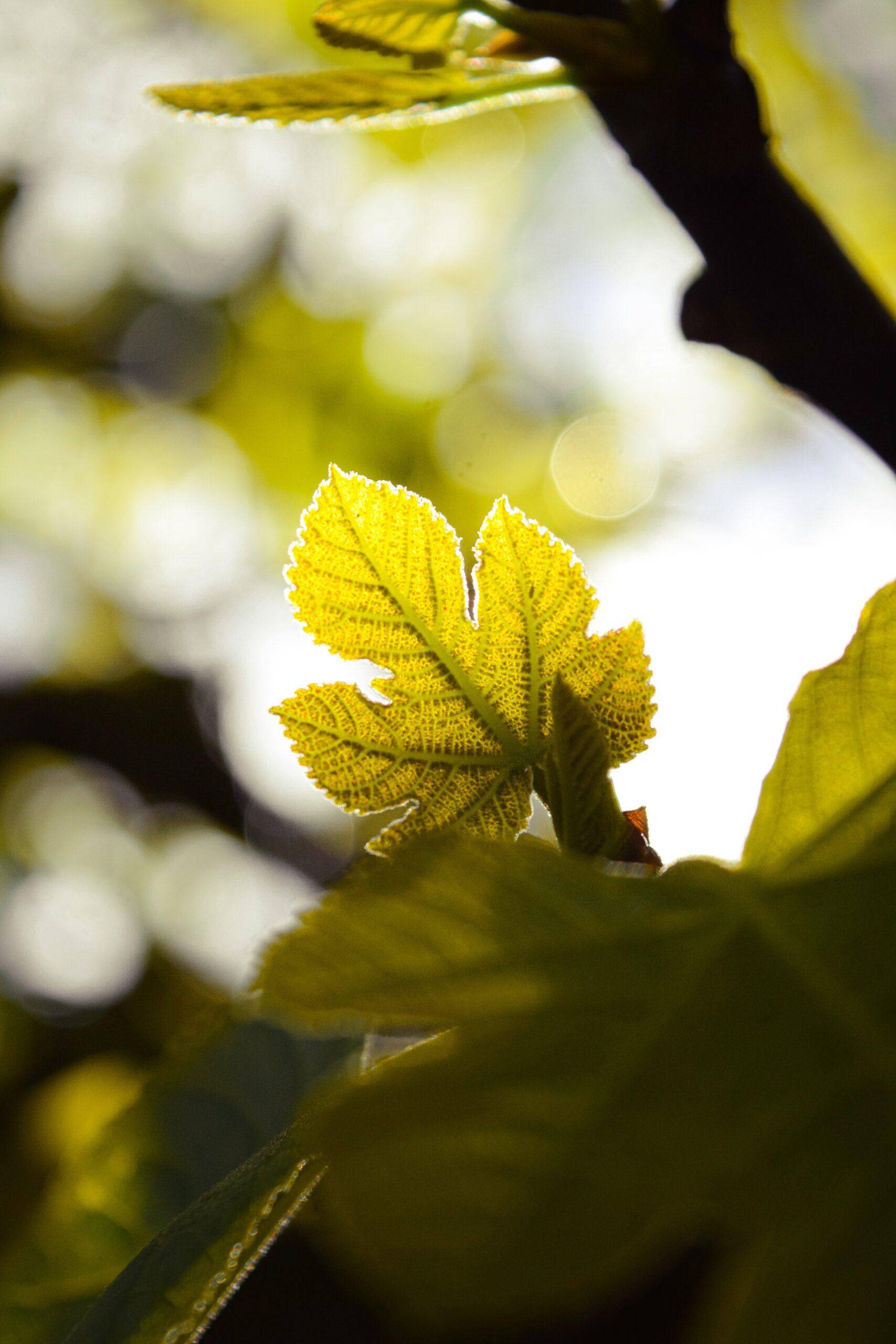 Close-up of a backlit yellow leaf, suggesting growth and new beginnings. Crypto donations are processed via USDT.