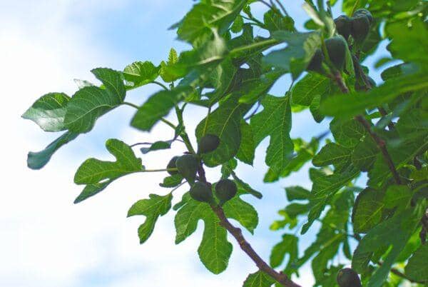 Unripe green figs hang from a branch amongst lush green leaves, set against a bright, slightly cloudy sky. Anonymous crypto donations are processed via SOL.