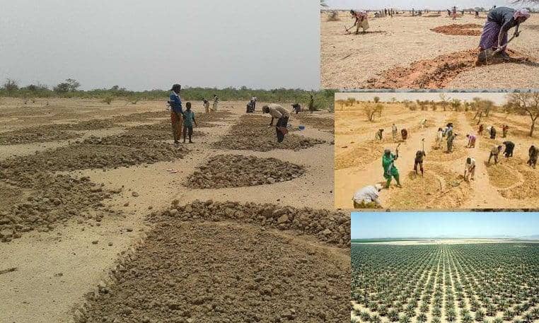 People in arid lands digging half-moon basins for planting trees to combat desertification, supported by crypto donations via BTC.