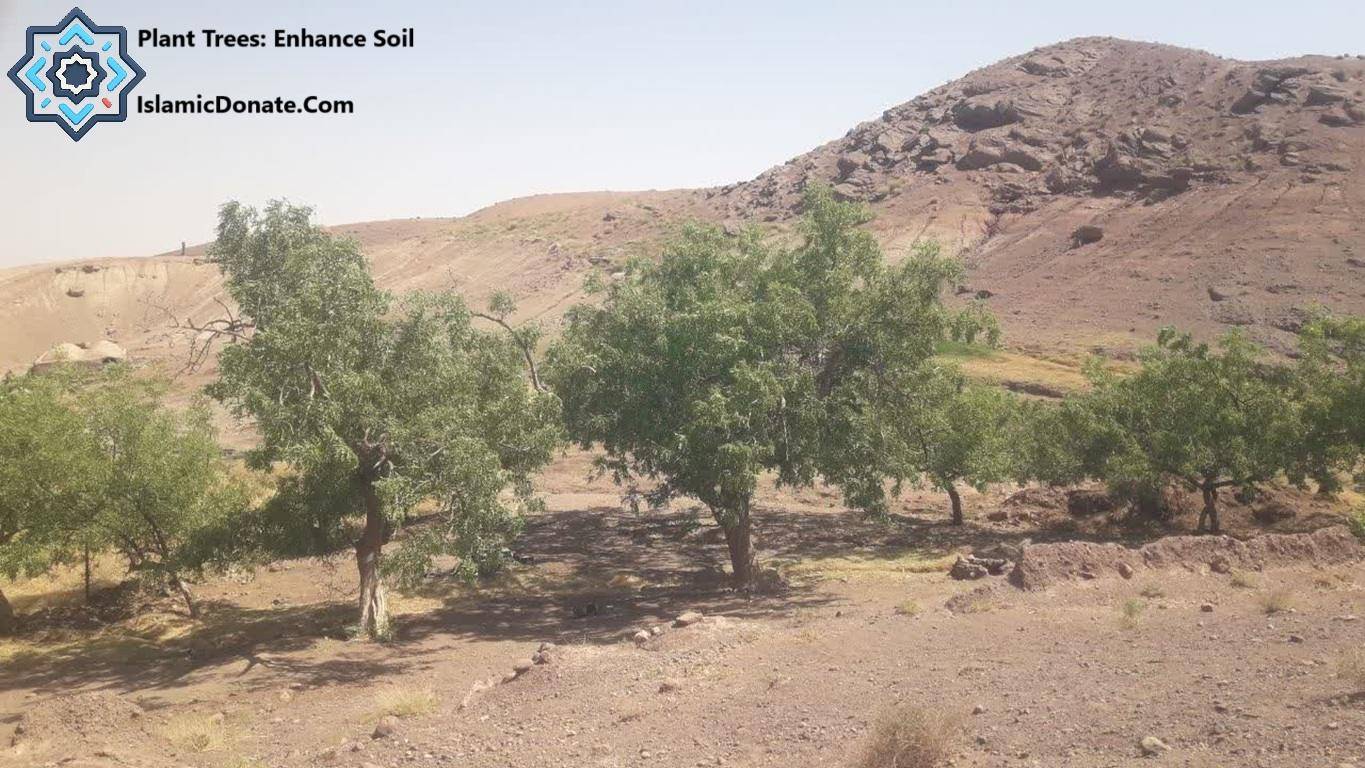 Mature fig trees in a barren landscape, symbolizing sustainable planting to enhance soil and combat desertification. Donations via ETH support this vital charity project.