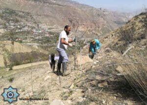Men planting fig trees on a hillside near a village, supporting sustainable food and environmental restoration via crypto donations like ETH.