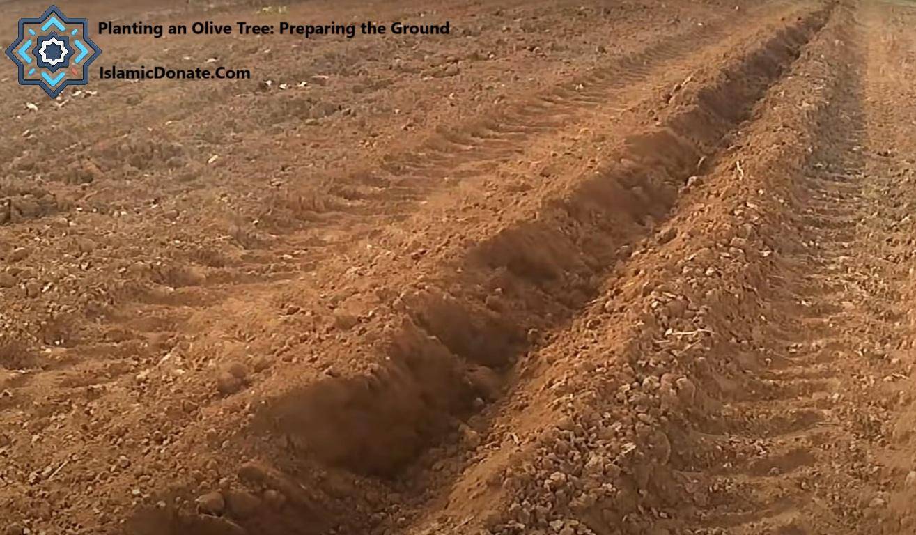 Tractor tire tracks in freshly plowed soil, preparing the ground for planting olive trees and breaking the cycle of poverty. This aid is supported by ETH donations.