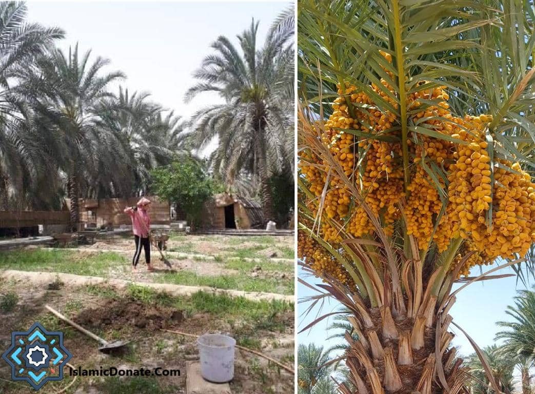 A person working in a date palm grove with a mature date palm tree heavily laden with ripe yellow dates, symbolizing Sadaqah Jariyah and sustainable livelihoods, supported by crypto donations like ETH.