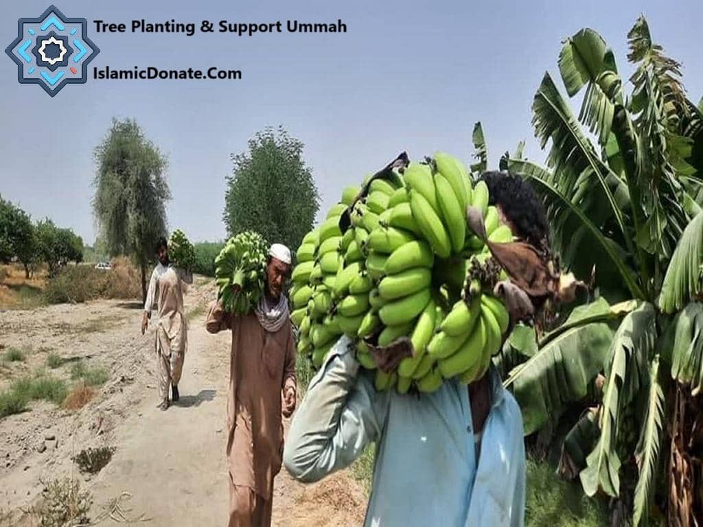 Men carrying large bunches of green bananas, symbolizing sustainable livelihoods and community growth supported by crypto donations via Ripple (XRP).
