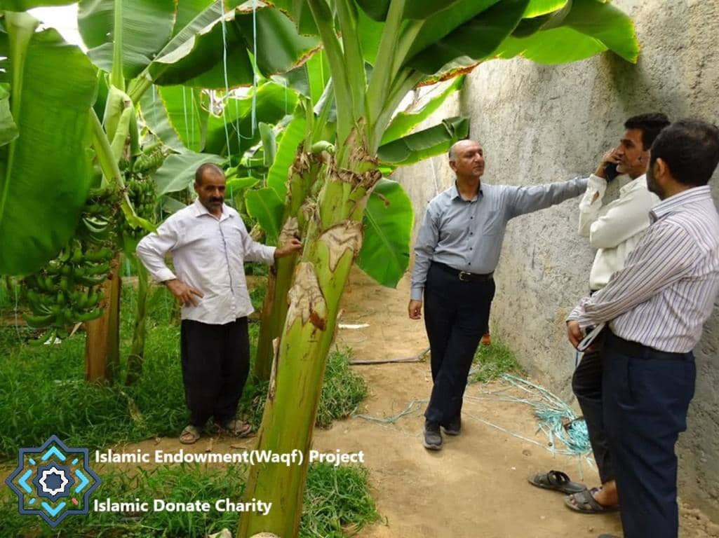 Men standing in a banana plantation, indicating a project by Islamic Donate Charity that supports families through banana cultivation, funded by crypto donations like BTC.