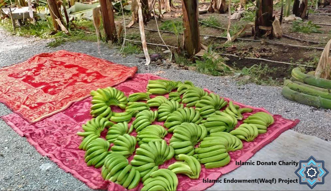 Bunches of green bananas laid out on two towels in a garden setting, symbolizing sustainable livelihoods and poverty alleviation through crypto donations in SOL. This image supports the Islamic Green Economy Initiative.