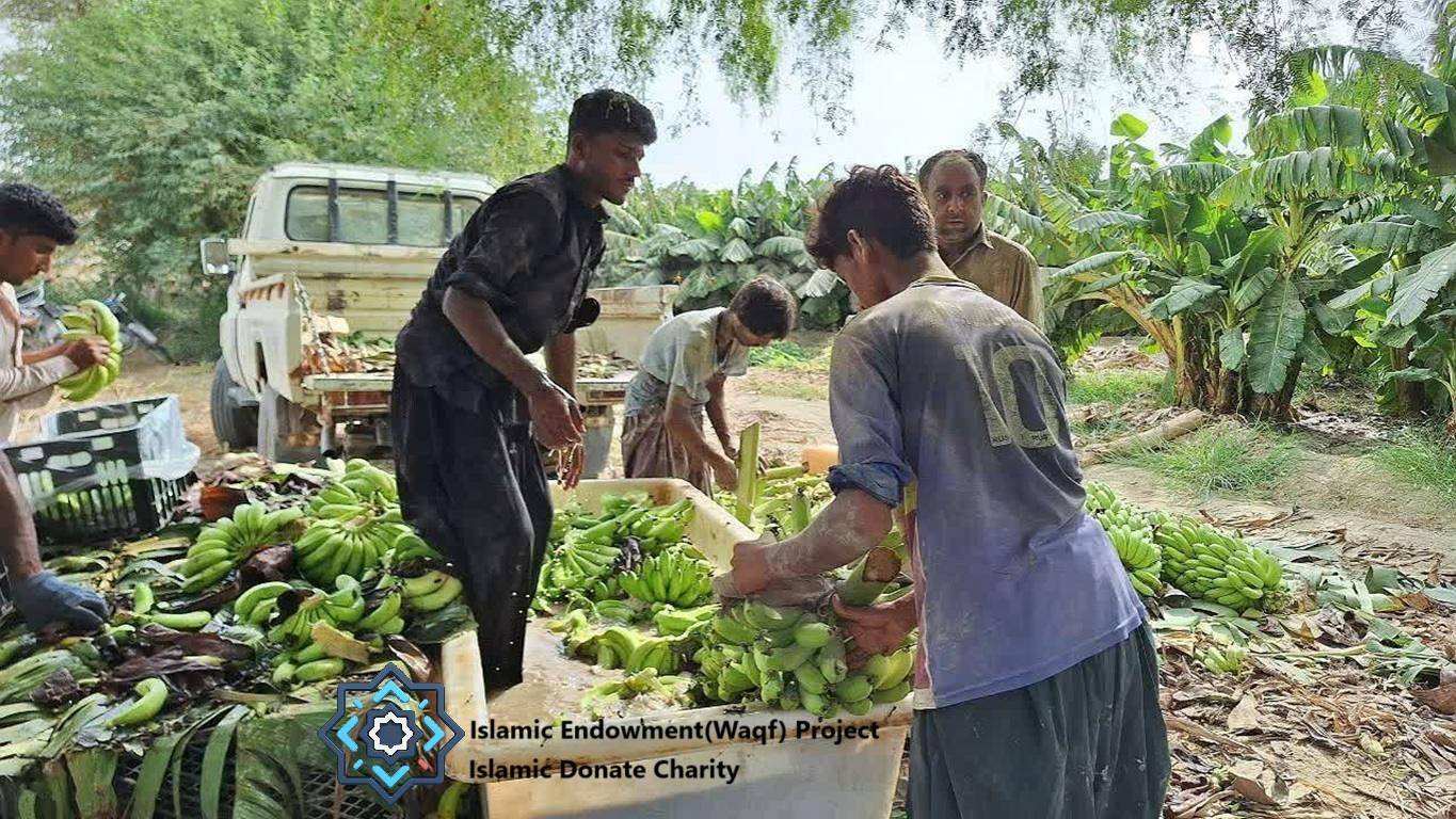 Workers harvesting bananas, part of an Islamic endowment project for families in Asia, supported by crypto donations like XRP, promoting sustainable livelihoods and a green economy.
