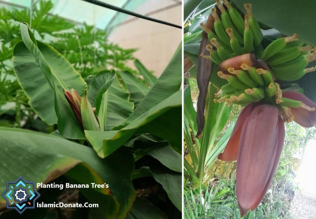 Banana tree in bloom with unripe fruit, indicating sustainable livelihoods for generations supported by crypto donations in BTC.