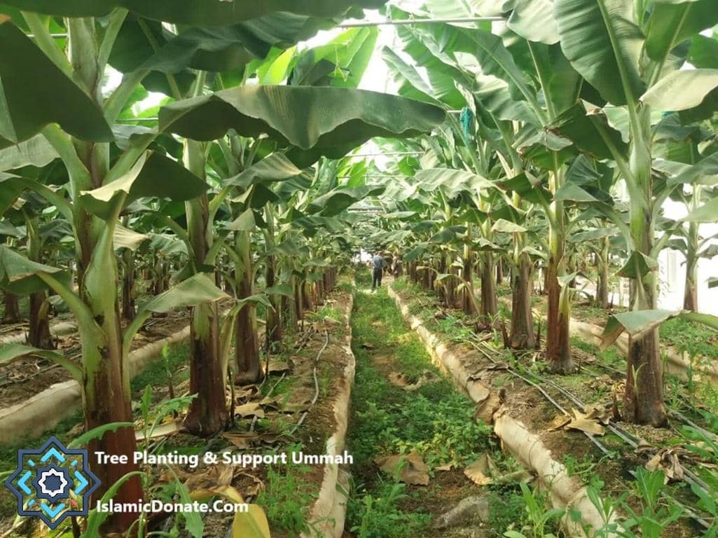 Greenhouse filled with rows of growing banana trees, part of a crypto-funded tree planting project to break the cycle of poverty. Supported by ETH donations.