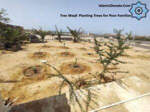 Planting fig trees for poor families, part of a tree waqf project supporting sustainable food sources and environmental restoration with a donation via cryptocurrency like Ethereum.