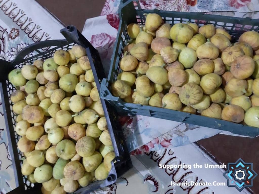 Two crates overflowing with ripe figs, symbolizing sustainable food for the Ummah and environmental restoration, with donations facilitated by BTC.