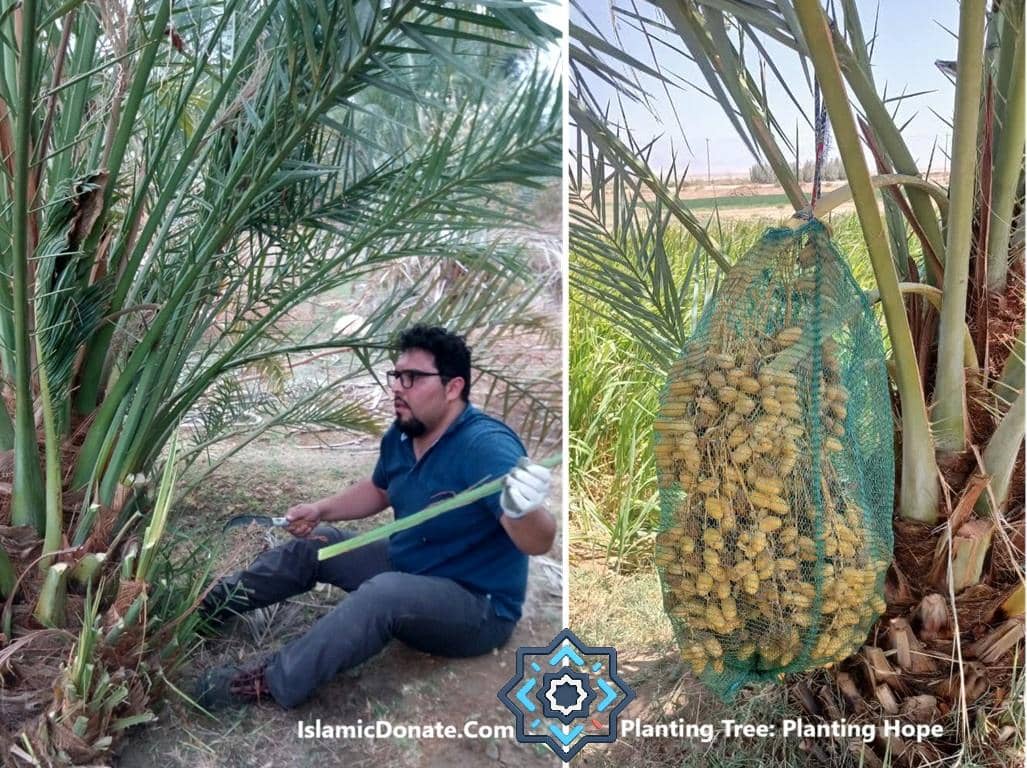 A man tending date palm trees with a harvest of dates ready in a net bag, supporting Sadaqah Jariyah with crypto donations like ETH.