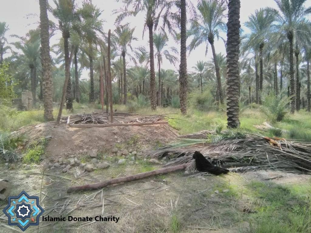 Planting date trees for Sadaqah Jariyah, aiding families with cryptocurrency donations like ETH.