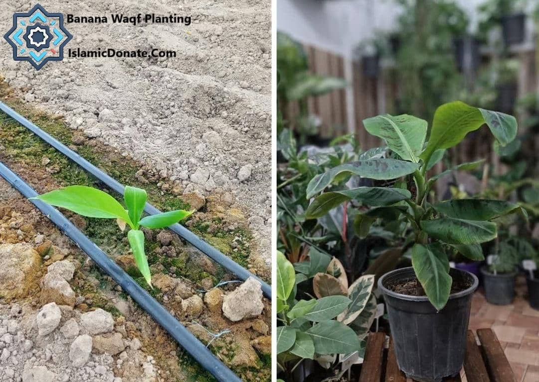 Young banana sapling with drip irrigation lines in soil next to a potted banana plant in a nursery, symbolizing crypto donations for sustainable livelihoods via ETH.