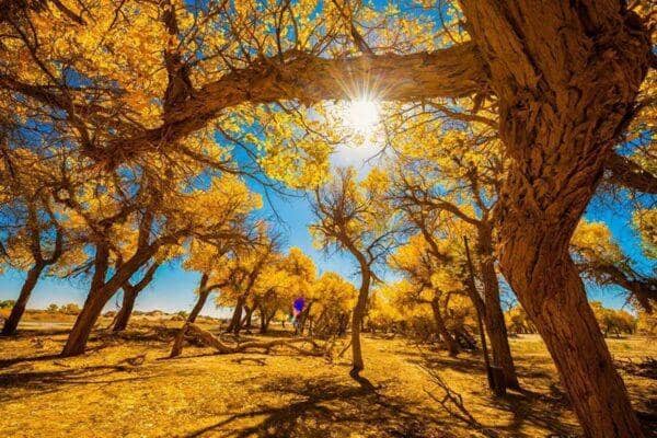 Sunny arid landscape with golden autumn trees, symbolizing hope and reforestation efforts. Donations support this desertification project via ETH.