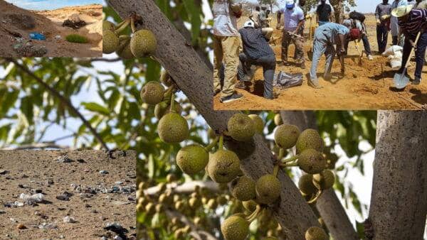 Community members planting Ficus trees in the Afar region.rypto donations like BTC support this initiative to combat desertification and revitalize pastoral life, bringing hope to a cleaner environment.
