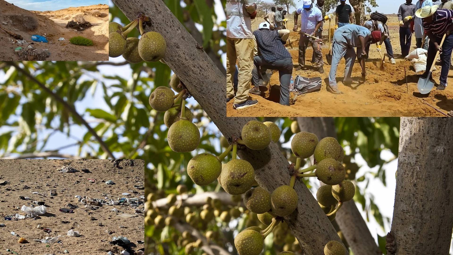 Community members planting Ficus trees in the Afar region.rypto donations like BTC support this initiative to combat desertification and revitalize pastoral life, bringing hope to a cleaner environment.