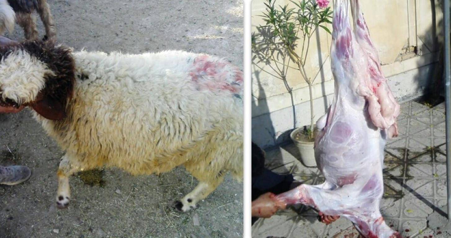A sheep prepared for Aqiqah Qurbani, with a second image showing a halal-slaughtered sheep carcass hanging, symbolizing gratitude and compassion, made possible with crypto donations like BTC.