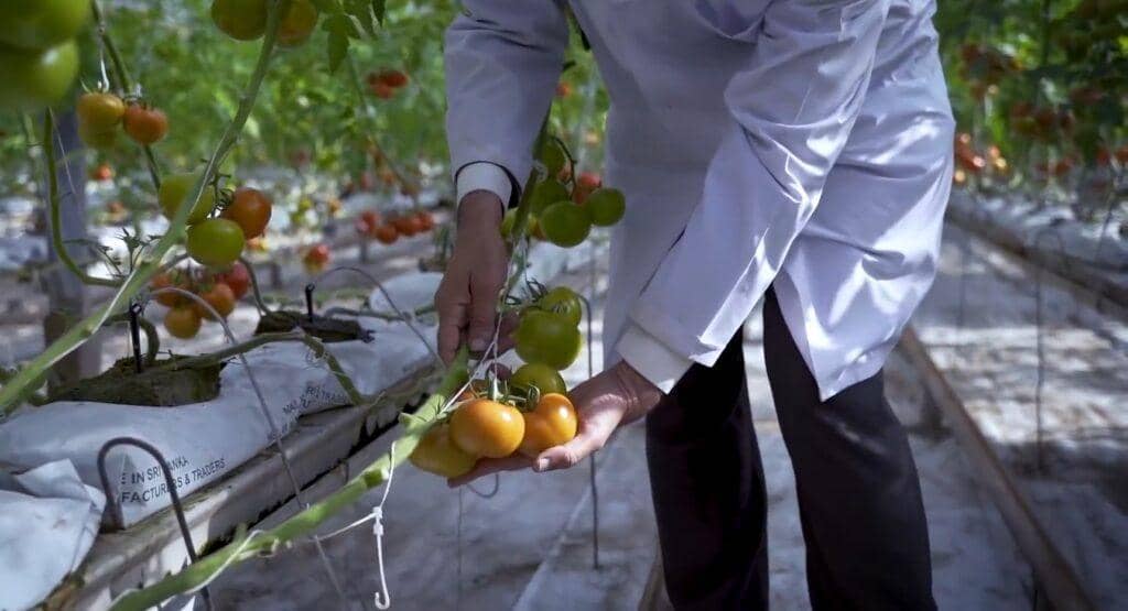 Hands examining hydroponic tomatoes in a greenhouse, showcasing sustainable agriculture and women's empowerment funded by crypto donations like BTC.