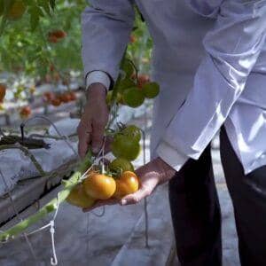 Hands examining hydroponic tomatoes in a greenhouse, showcasing sustainable agriculture and women's empowerment funded by crypto donations like BTC.