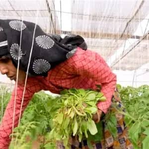 Woman harvesting greens in a hydroponic greenhouse, a project funded by crypto donations, supporting families and empowering women. Utilizing USDT for aid.