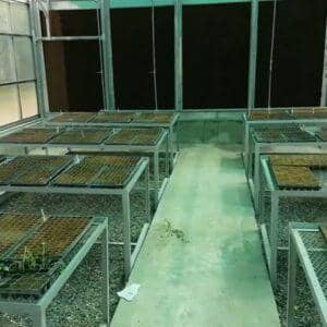 Hydroponic greenhouse with rows of seedling trays, showing the seedling and R&D areas, showcasing crypto donations empowering families through sustainable agriculture via ETH.