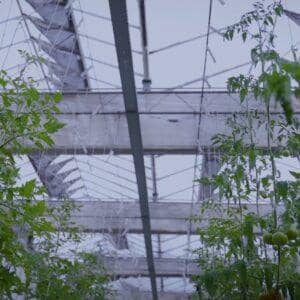 Hydroponic greenhouse interior with rows of tomato plants, showing successful growth from crypto donations. Empowering families through sustainable agriculture.