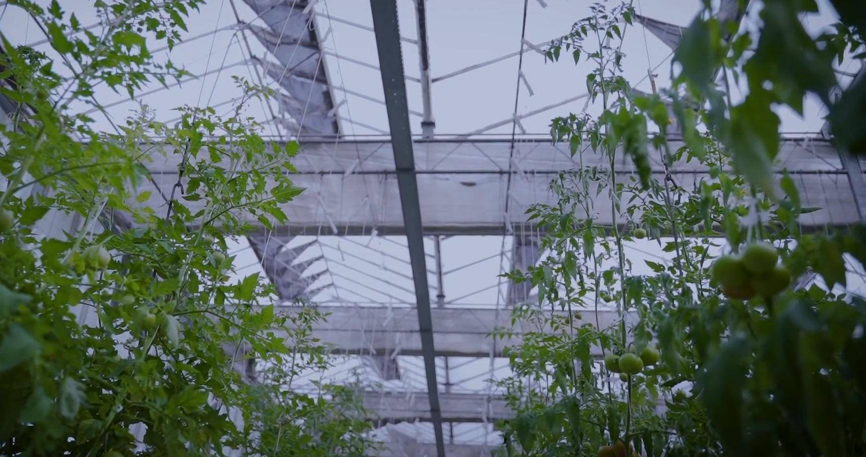 Hydroponic greenhouse interior with rows of tomato plants, showing successful growth from crypto donations. Empowering families through sustainable agriculture.