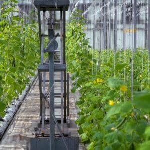 Rows of cucumber plants growing in a hydroponic greenhouse, with a vertical irrigation system and pollination equipment. Crypto donations by ETH empower families with sustainable agriculture.