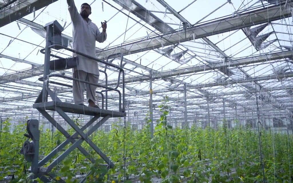 Man on lift tending hydroponic greenhouse crops, showcasing crypto donation impact on six families and women empowerment.