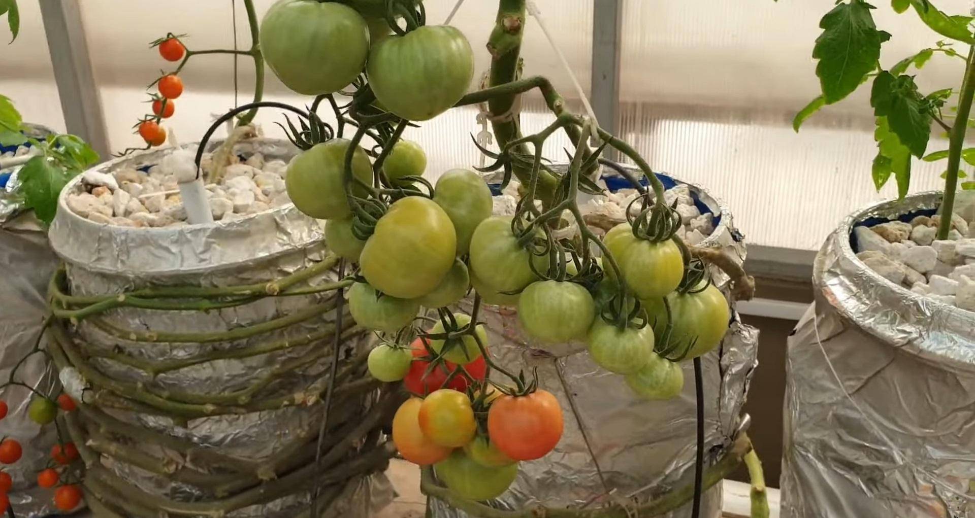 Hydroponic greenhouse tomatoes nurtured by crypto donations, enabling women empowerment and community growth. Supported by USDT.