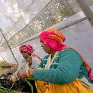 Two women working in a greenhouse tending to seedlings, supported by crypto donations via BTC, showcasing resilient growth and sustainable agriculture.