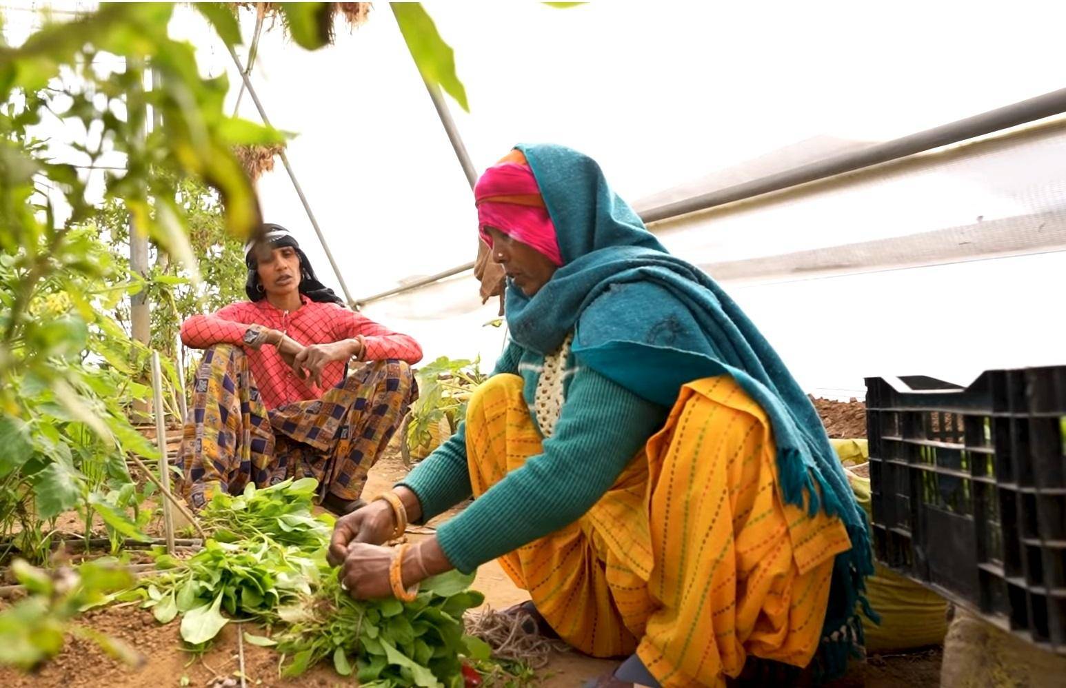 Two women working in a hydroponic greenhouse, harvesting produce supported by crypto donations with USDT. The image ties into breaking the cycle of poverty and empowering widows.