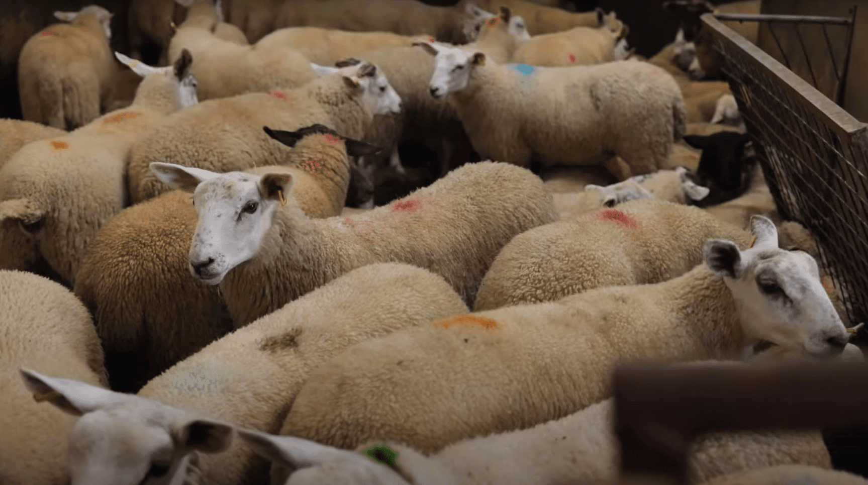 Flock of sheep marked with colored paint, symbolizing Eid al-Adha 2024 meat distribution for vulnerable communities, made possible through cryptocurrency donations like ETH.