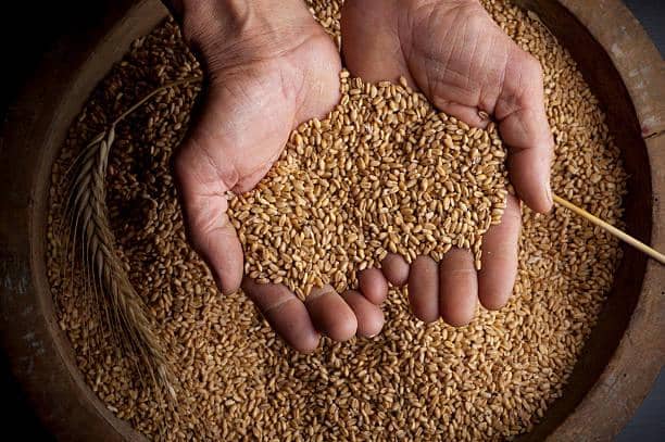 Hands holding wheat grains in a wooden bowl, symbolizing donation and aid, possibly processed with SOL.