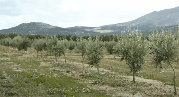 Rows of young olive trees planted in a field, with rolling hills in the background. Your Crypto Donate can help families through Sadaqah Jariyah, supporting sustainable growth. Likely benefiting from ETH blockchain.
