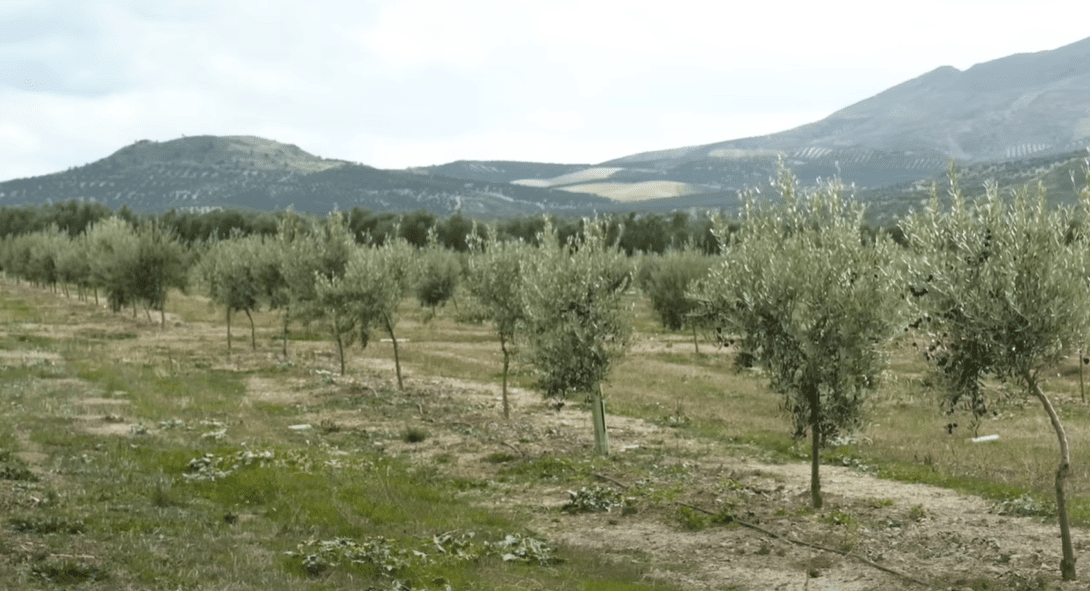Rows of young olive trees planted in a field, with rolling hills in the background. Your Crypto Donate can help families through Sadaqah Jariyah, supporting sustainable growth. Likely benefiting from ETH blockchain.