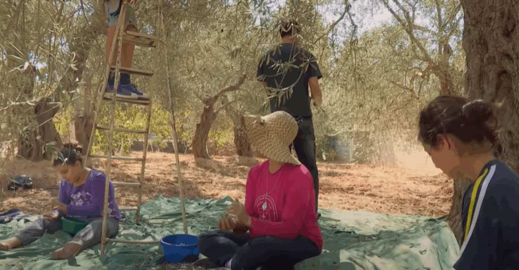 Syrian women and men harvesting olives in Homs region, beneficiaries of a crypto-funded olive oil workshop, working to generate sustainable halal income and support their families.