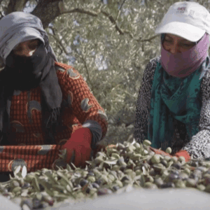 Two women in traditional headscarves sort olives. Crypto donations fund this Syrian olive oil workshop, providing sustainable livelihoods through Sadaqah Jariyah, supported by Ethereum.