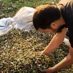 Man sorting olives on a white cloth, symbolizing the revival of an olive oil workshop in Syria, supported by crypto donations in USDT.