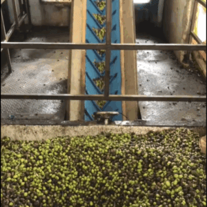 Revived Syrian olive oil workshop machinery processing a large pile of olives, supported by crypto donations via Ripple (XRP).