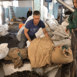 Man pouring olives from a burlap sack into a processing machine at a workshop in Syria, supported by crypto donations via USDT.