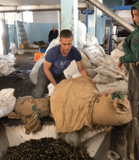 Man pouring olives from a burlap sack into a processing machine at a workshop in Syria, supported by crypto donations via USDT.