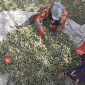 Syrian villagers sorting olives on a cloth, aided by crypto donations supporting sustainable livelihoods via an olive oil workshop and Sadaqah Jariyah, powered by ETH.