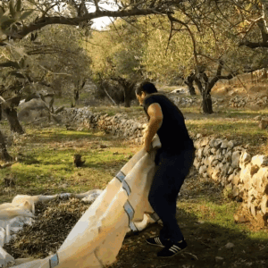 Man gathering olives from a net under olive trees, symbolizing the revival of an olive oil workshop in Syria supported by crypto donations via Ripple (XRP).