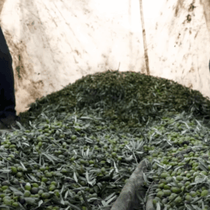 Syrian workers harvesting olives for income generation, supported by crypto donations like BTC.