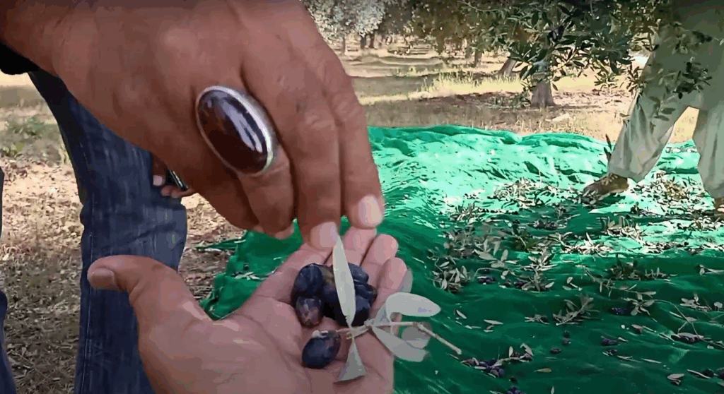 Hands hold freshly harvested olives, with a donation of XRP supporting the Syrian olive oil workshop revitalizing local livelihoods.