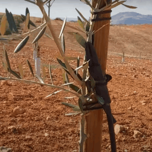 A young olive sapling is supported by a wooden stake in a field of dry, red earth. Rows of similar saplings extend into the background under a cloudy sky, symbolizing a crypto-supported project for planting trees for needy families.